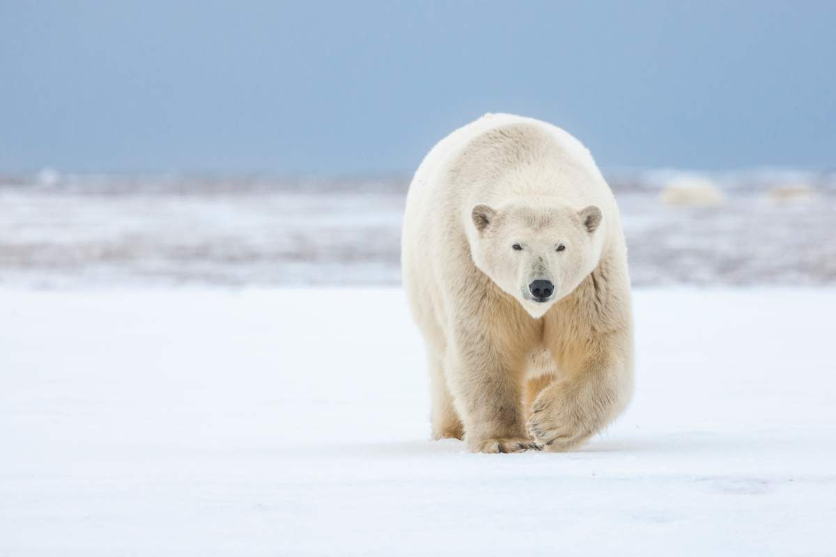 Polar bear walking on snow.