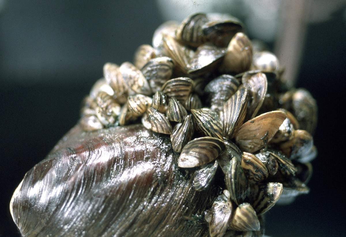 File photo of zebra mussels.