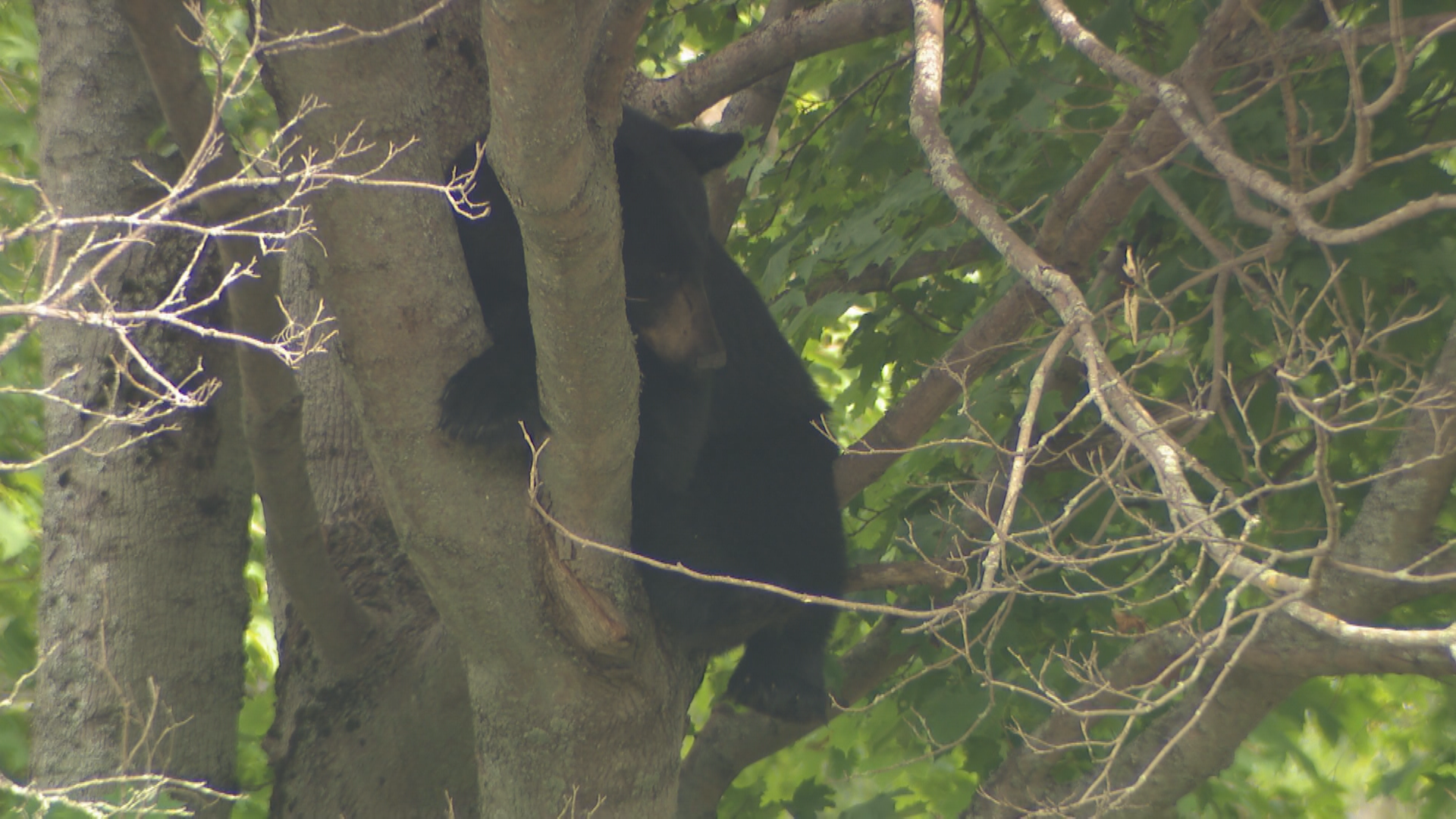 A small black bear was seen in the area of downtown Dartmouth Sept. 19, 2024. It ended up in a tree at the Dartmouth Commons, and was later tranquilized by DNR officials.