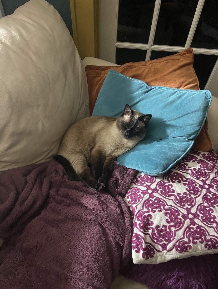 Stefani Kleppe’s cat Little.
