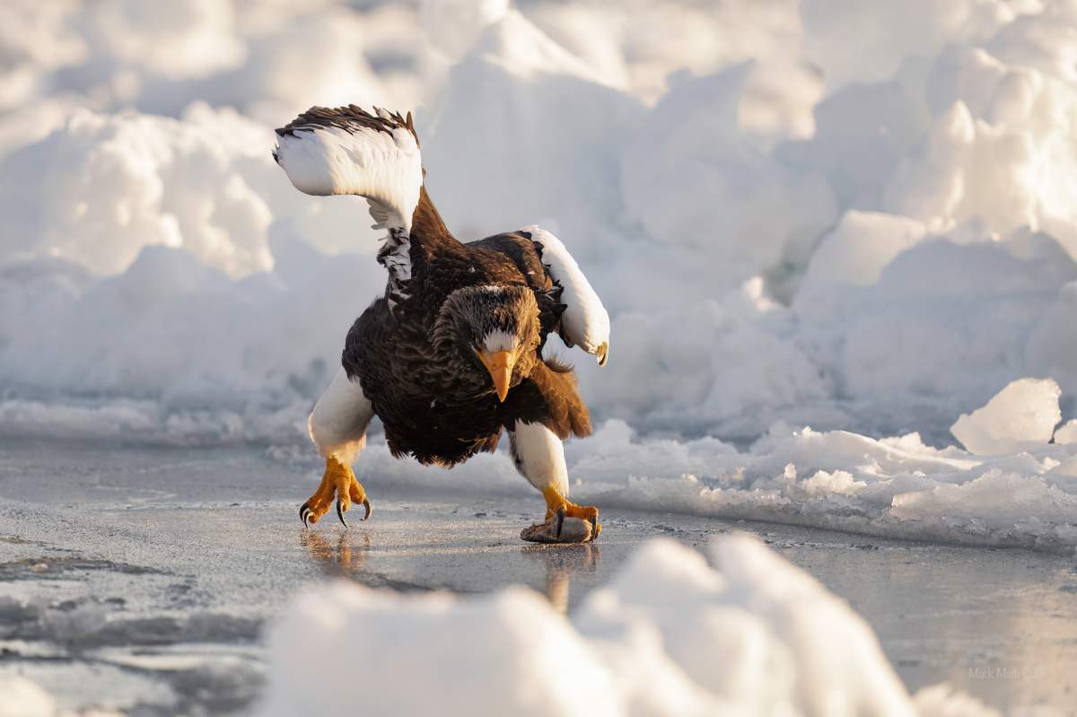 A Steller's sea eagle glides on the ice using its talons.