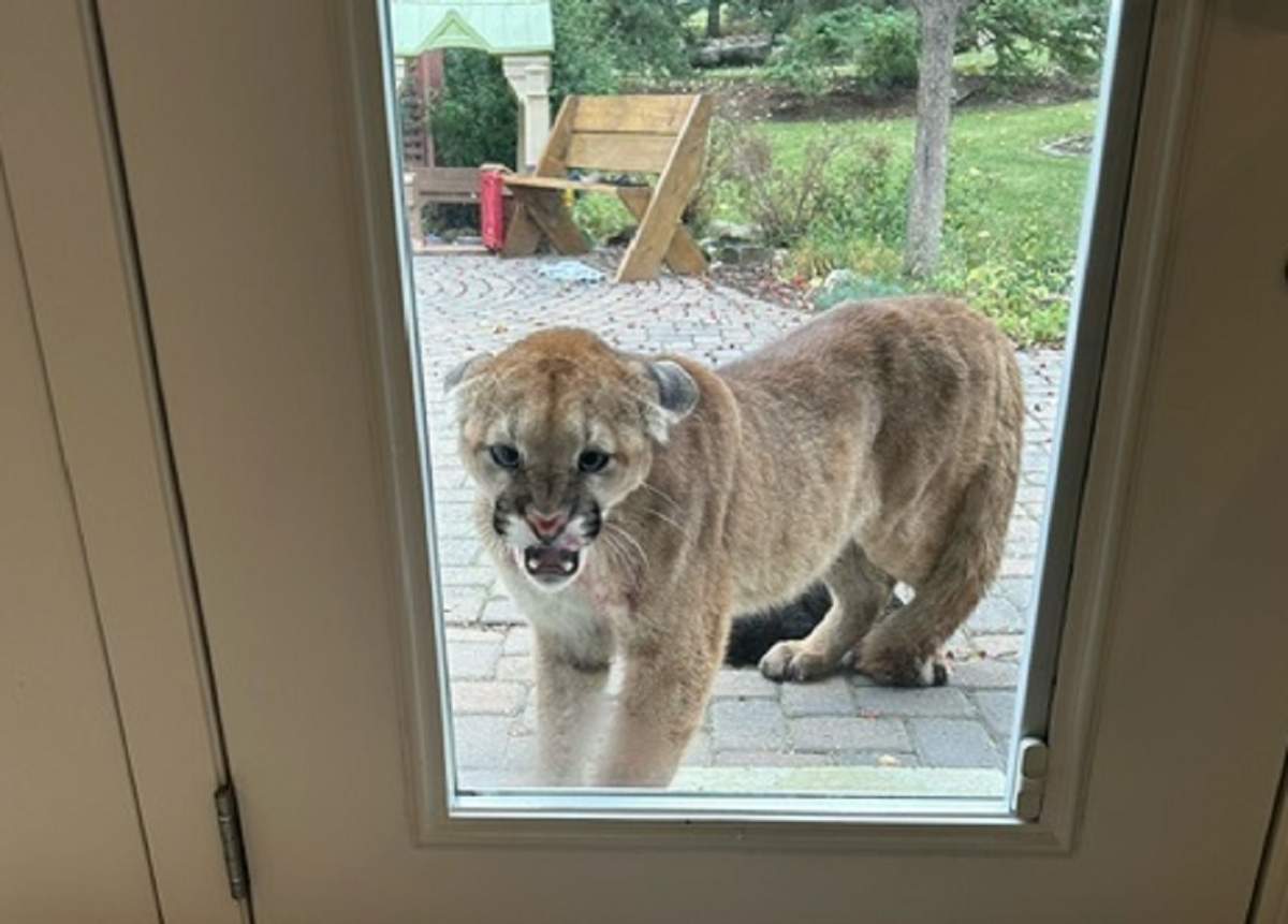 A cougar killed an Alberta family's house cat then growled at them through a door window southwest of Calgary Tuesday, Sept. 10, 2024.