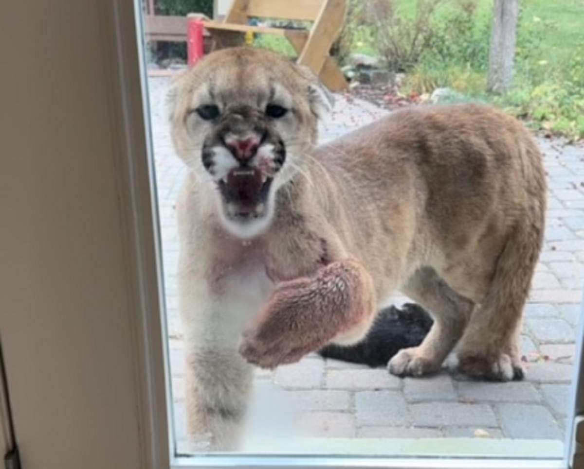 A cougar killed an Alberta family's house cat then growled at them through a door window southwest of Calgary Tuesday, Sept. 10, 2024.