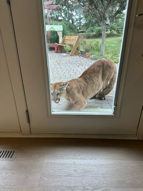 A cougar killed an Alberta family's house cat then growled at them through a door window southwest of Calgary Tuesday, Sept. 10, 2024.