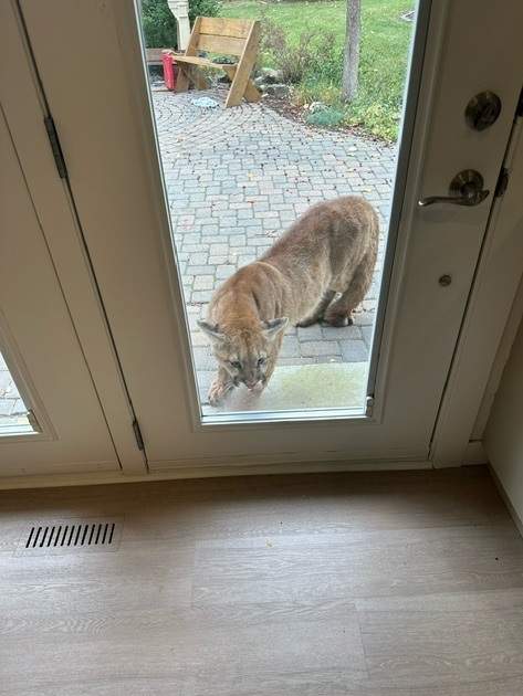 A cougar killed an Alberta family's house cat then growled at them through a door window southwest of Calgary Tuesday, Sept. 10, 2024.