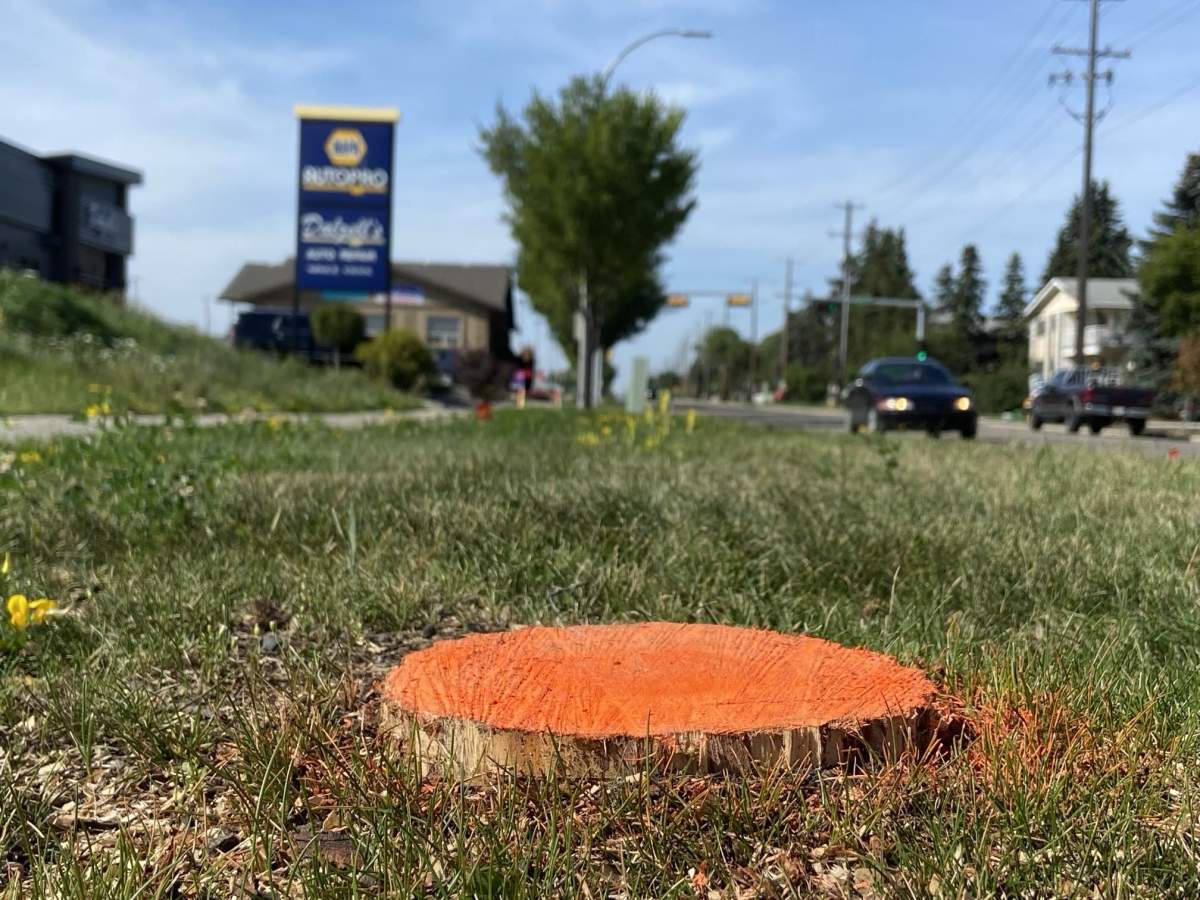 Tree infected with Dutch elm disease removed from Edmonton's Killarney neighbourhood Tuesday, Sept. 3, 2024.