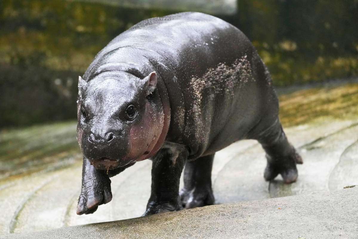 Female pygmy hippo, "Moo Deng," meaning "bouncy pork" in Thai, walks at the Khao Kheow Open Zoo in Chonburi province, Thailand, Thursday, Sept. 19, 2024.