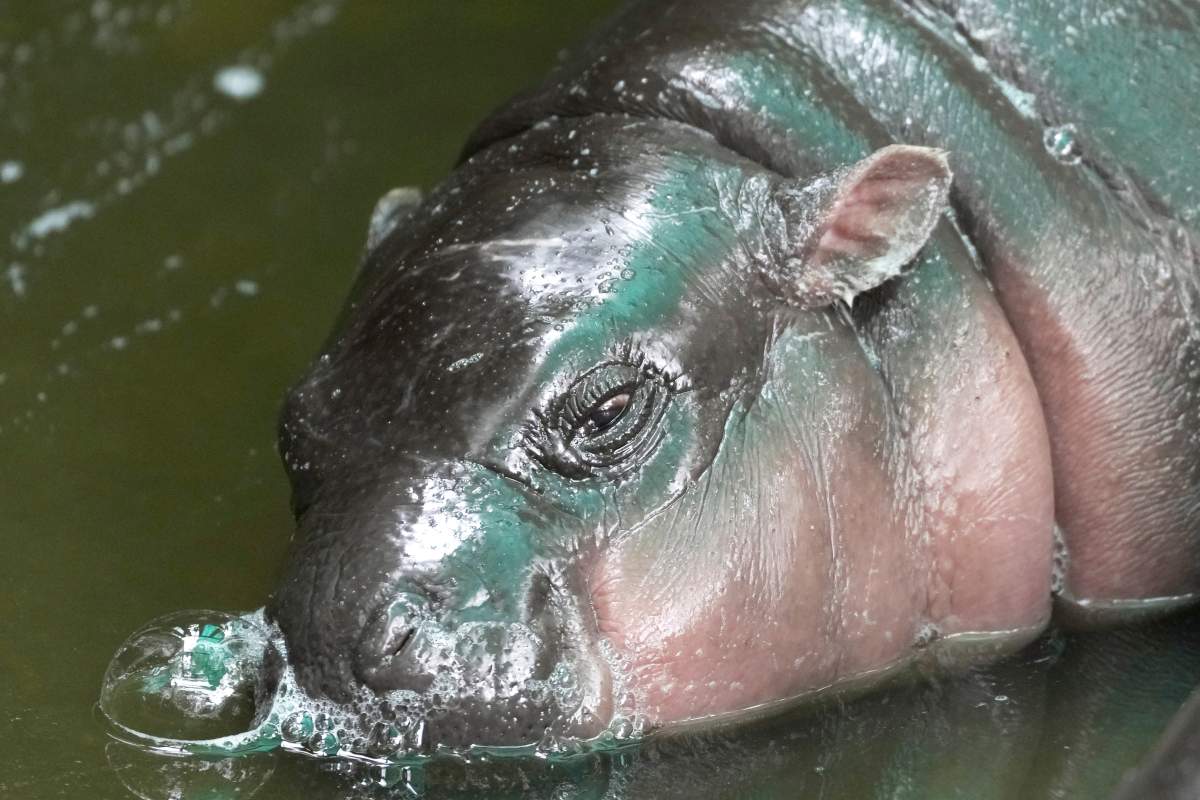 Two-month-old baby hippo Moo Deng sleeps at the Khao Kheow Open Zoo in Chonburi province, Thailand, Thursday, Sept. 19, 2024.