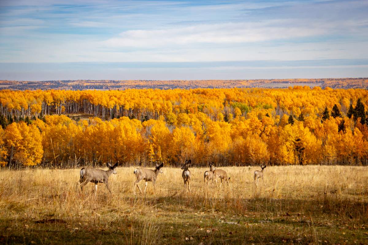 The Alberta Institute for Wildlife Conservation says 7 young deer were released back into the wild this week after being nursed back to health.