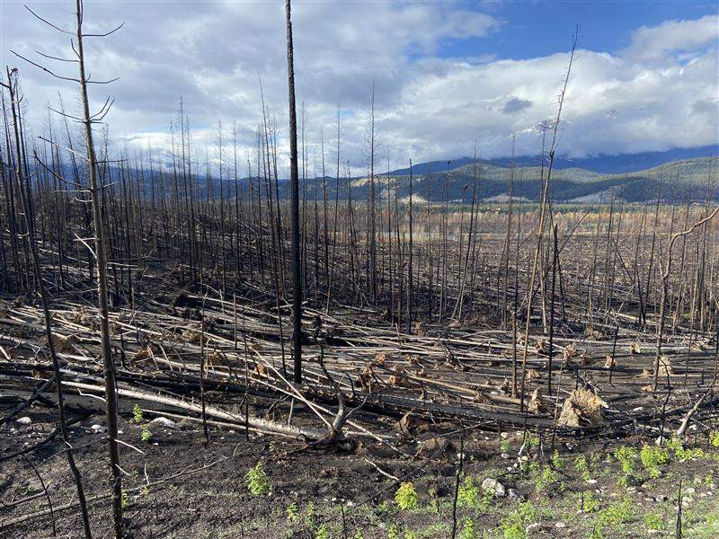 Wildfire-ravaged areas near Malgine Road in Jasper National Park on Thursday, Oct. 10, 2024.