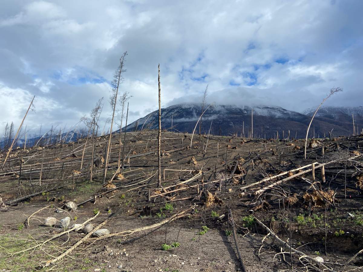Wildfire-ravaged areas near Malgine Road in Jasper National Park on Thursday, Oct. 10, 2024.