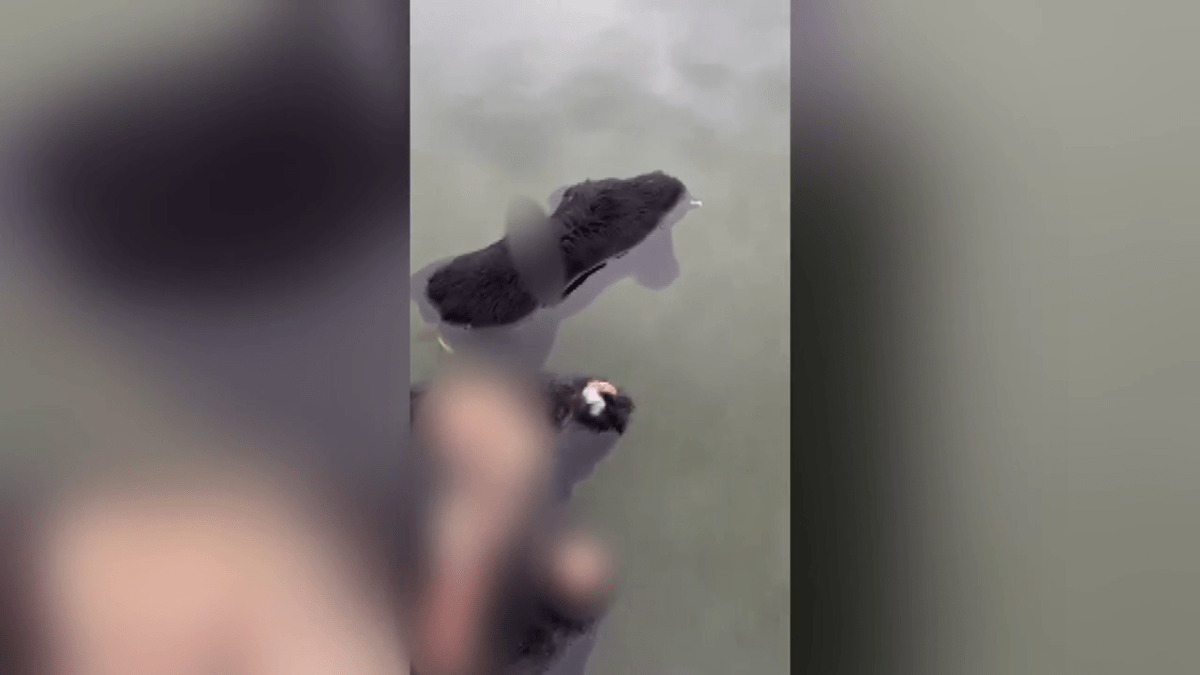 Yves Bisson captured video of the two black bear carcasses floating in the Harrison River.