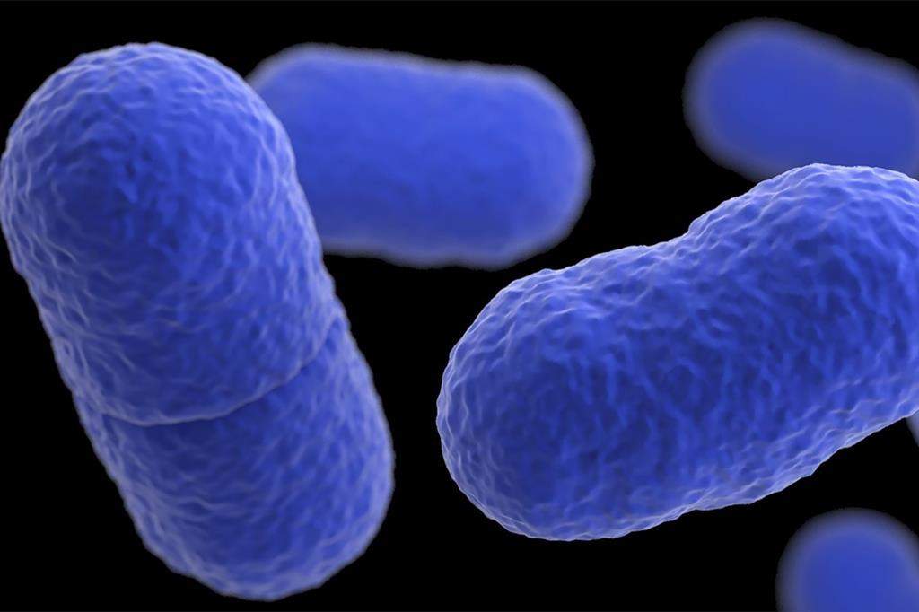 FILE - This illustration, of an artistic recreation that was based upon scanning electron microscopic (SEM) imagery, depicts a three-dimensional (3D), computer-generated image of a grouping of Listeria monocytogenes bacteria.