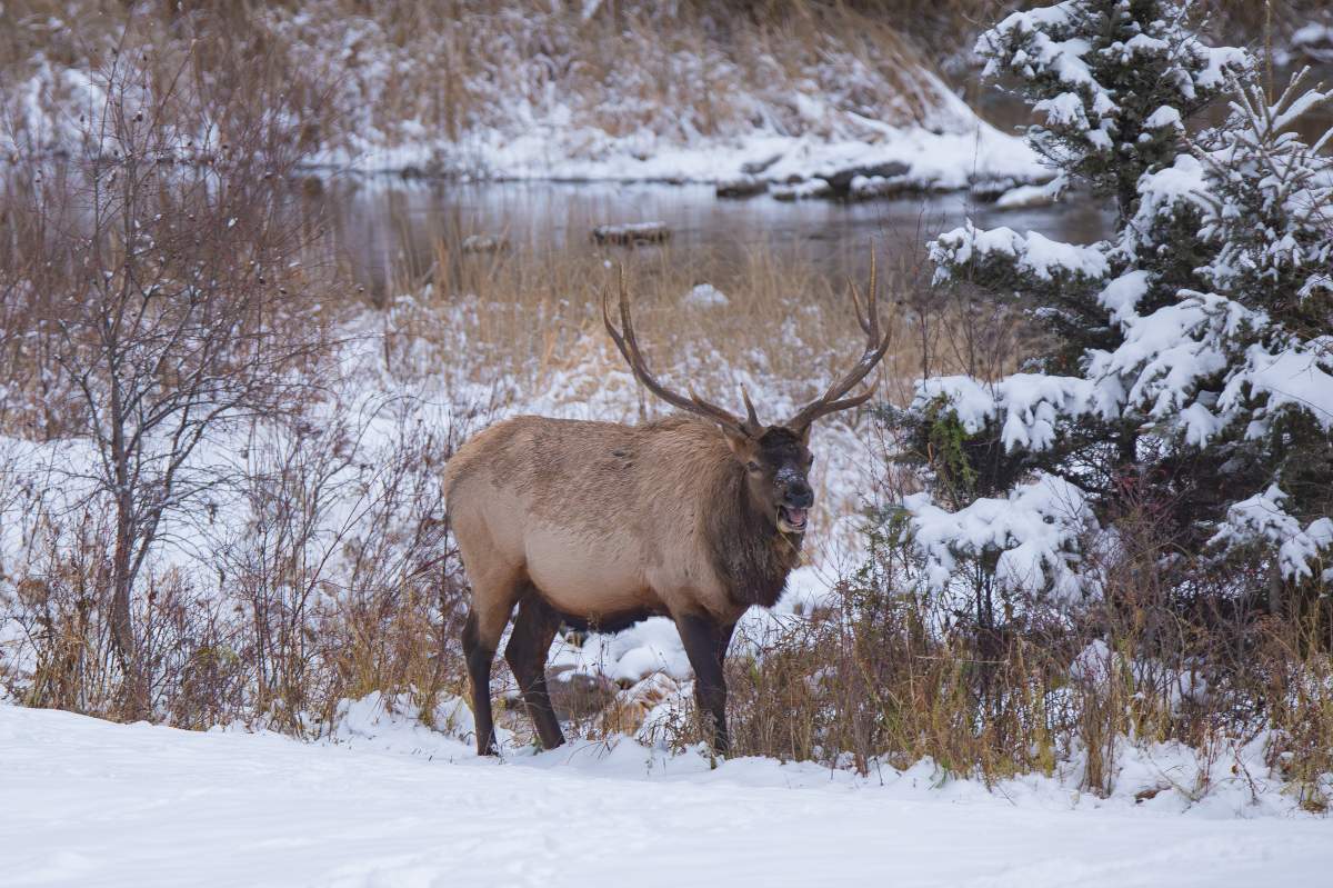 The Your Saskatchewan photo of the day for November 29 was taken by Gerry Pocha at Waskesiu.