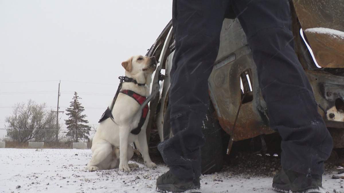Scooby sits by his handler, waiting for his next task… or maybe a snack.