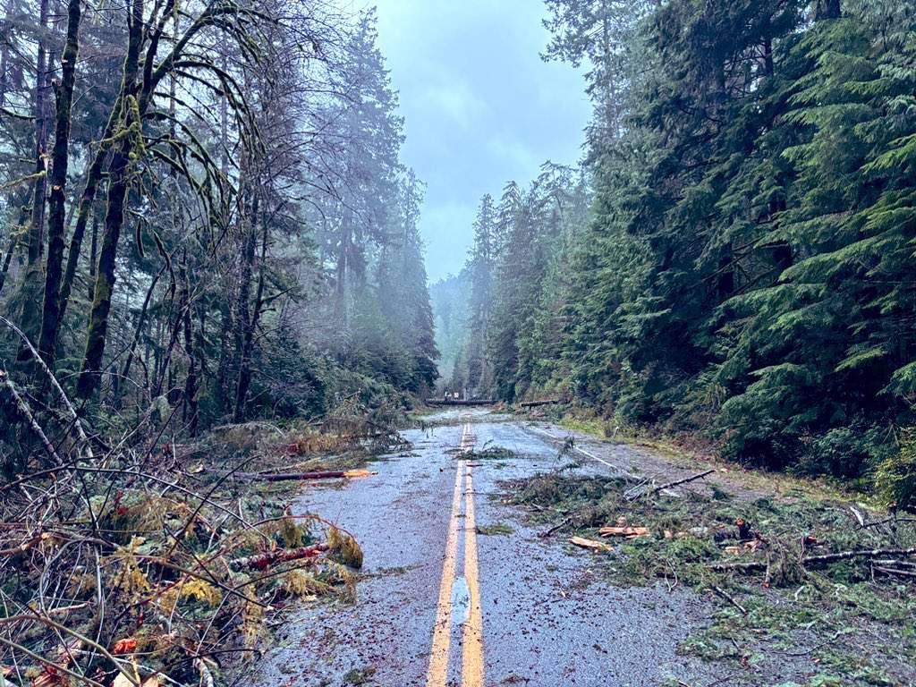Clean-up in Cathedral Grove.