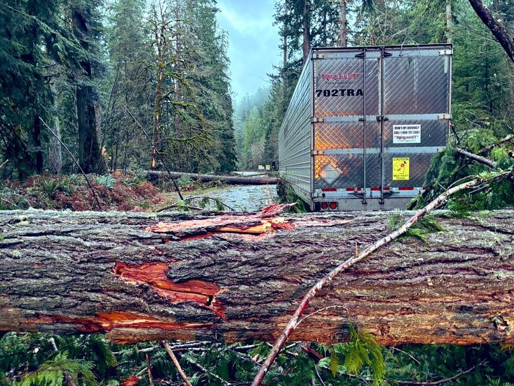 Clean-up in Cathedral Grove.
