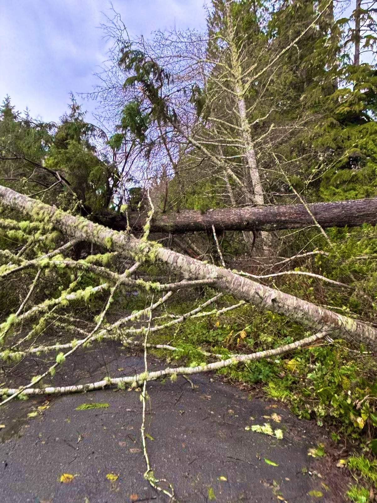 Clean-up underway in Tofino following winds from the bomb cyclone.