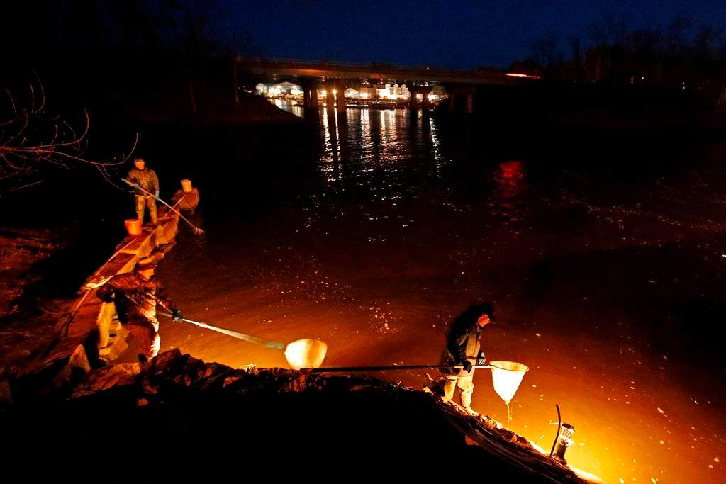 A federal fisheries officer has been suspended for 10 days for arresting and then releasing two Mi'kmaq elver fishers without footwear. In this April 16, 2020 photo, eel fishermen use dip nets while fishing by lantern light in Yarmouth, Maine. THE CANADIAN PRESS/AP/Robert F. Bukaty.