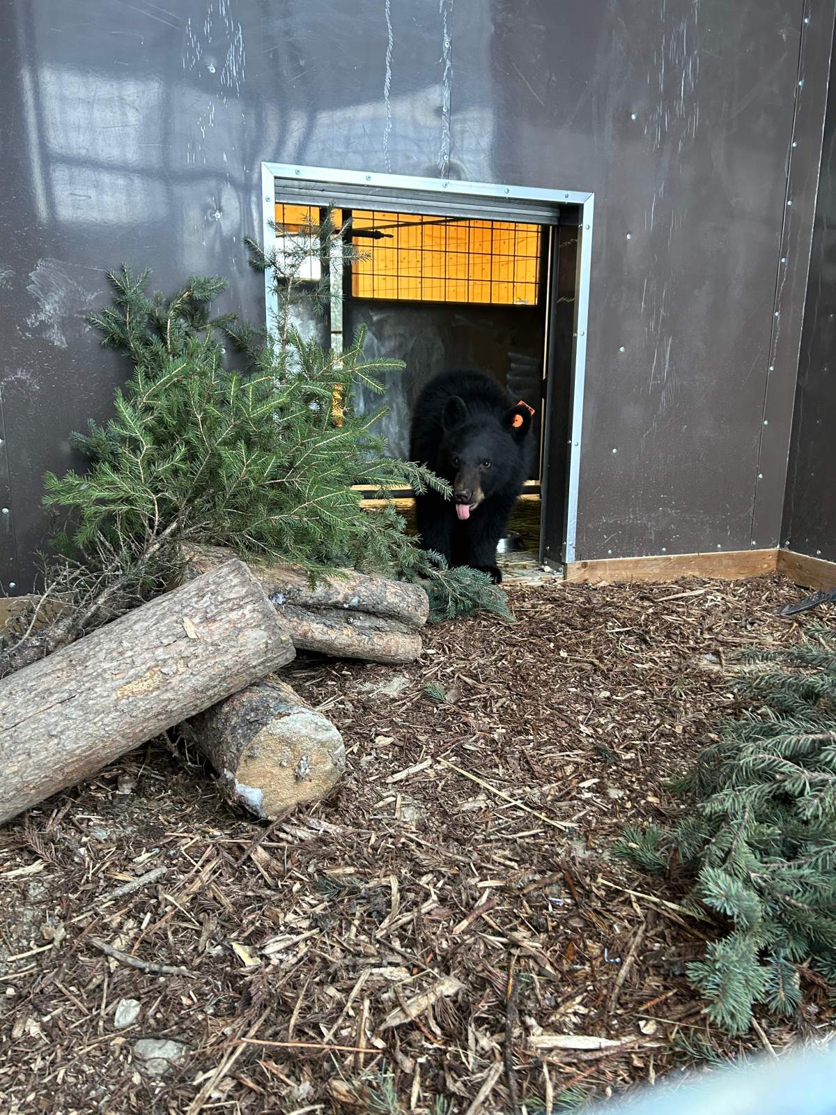 The cub will be kept in a specially-designed enclosure and AIWC staff say great care will be taken to prevent him from becoming habituated to his caregivers before he's released into the wild in June 2025.