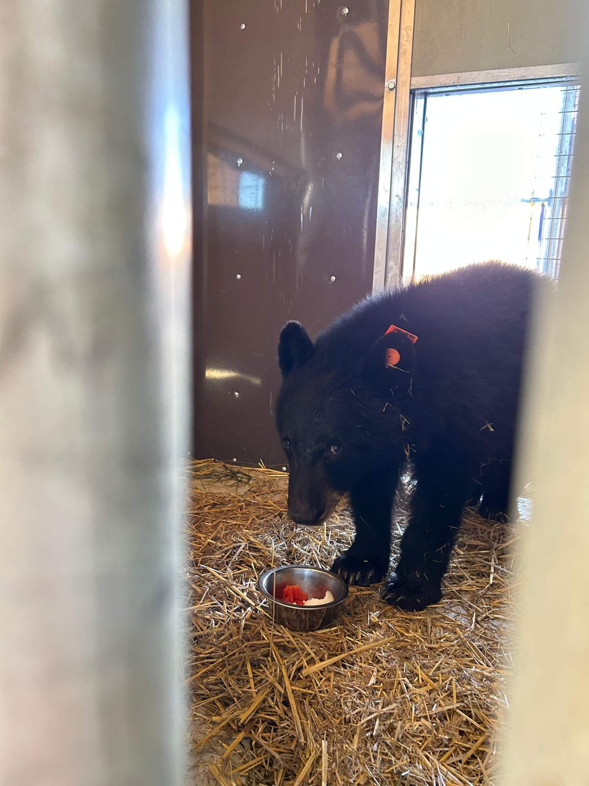 The Alberta Institute for Wildlife Conservation says when they orphaned bear cub was brought to them it weighed only about 15 kilograms, just a third the size of a healthy cub of the same age.