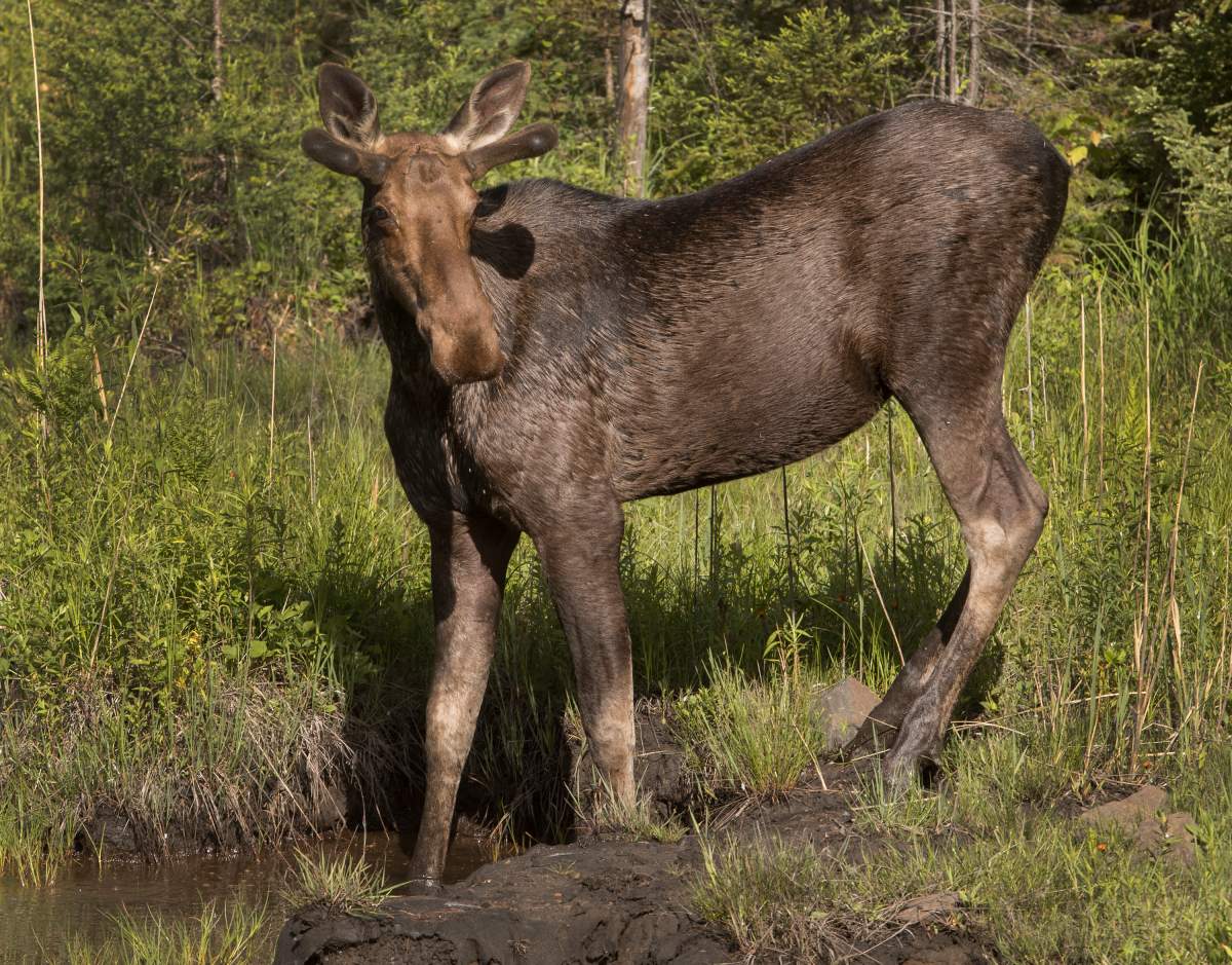 A young bull moose observes visitors along Highway 60 in Algonquin Park Saturday June 12, 2021.
