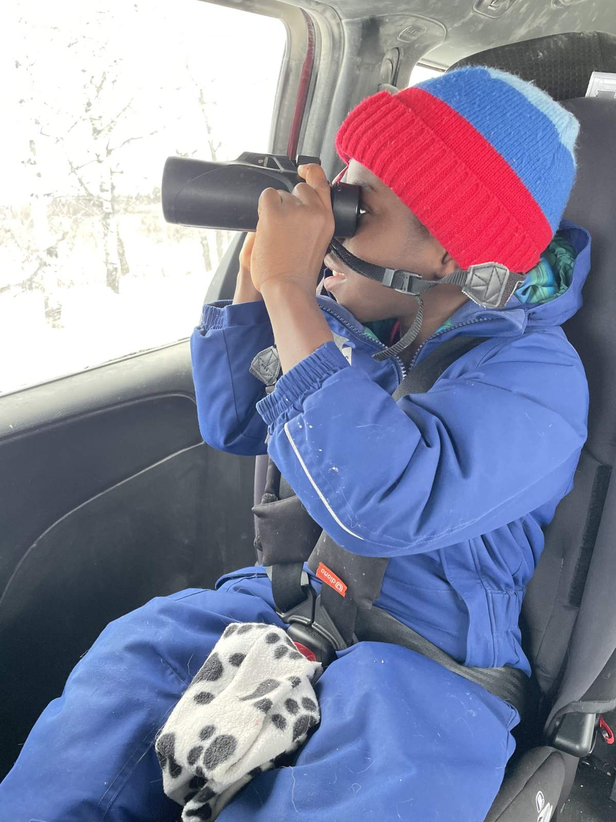 A child watches birds from out his car window.