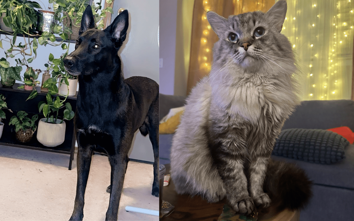 Oden, large black dog, and Tiny, Siberian long-haired cat with blue eyes, missing.