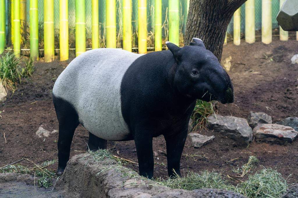 A female Malayan tapir named Sempurna is seen at the Calgary zoo, in Calgary, in a Jan. 9 handout photo.