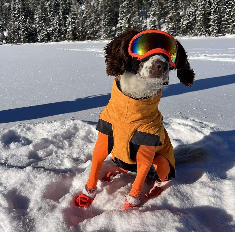 Oil spill-sniffing dog Poppy, a springer spaniel, is shown in a handout photo.