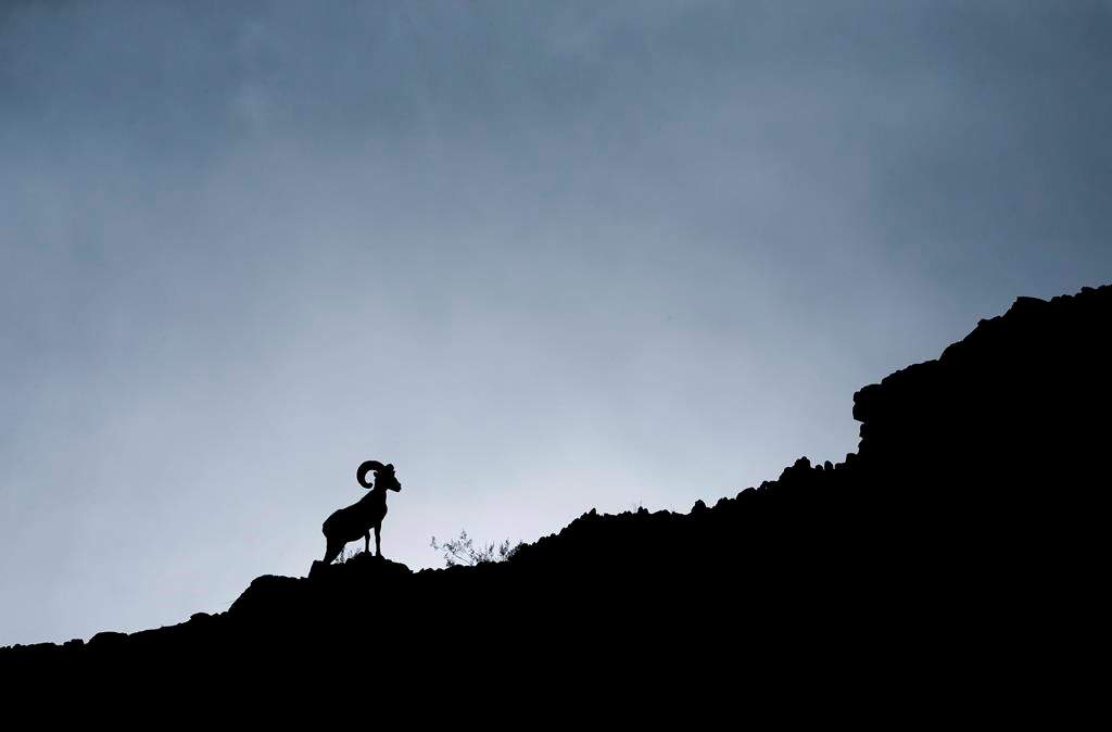 The right to hunt bighorn sheep, Alberta's official mammal, has netted the province US$400,000 at auction. A bighorn sheep stands on a ridge in La Quinta, Calif., on Sunday, Jan. 25, 2015.