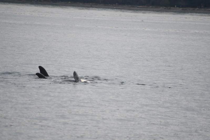 J-35 is seen here carrying her dead calf with her.