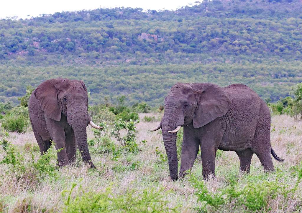 African elephants are seen in Kruger National Park in South Africa.