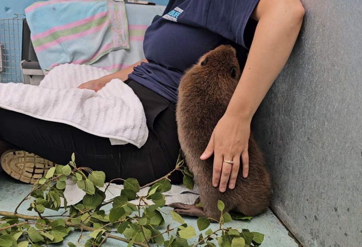 In the interest of preventing the beaver from becoming too habituated to humans, it has only been allowed to bond with two of the AIWC staff members.