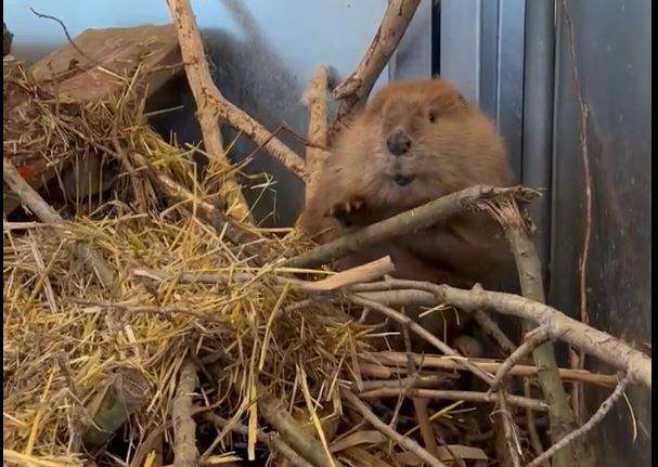 The young beaver, seen practicing her building skills at the AIWC, will eventually be released back into the wild -- likely in the spring of 2026.