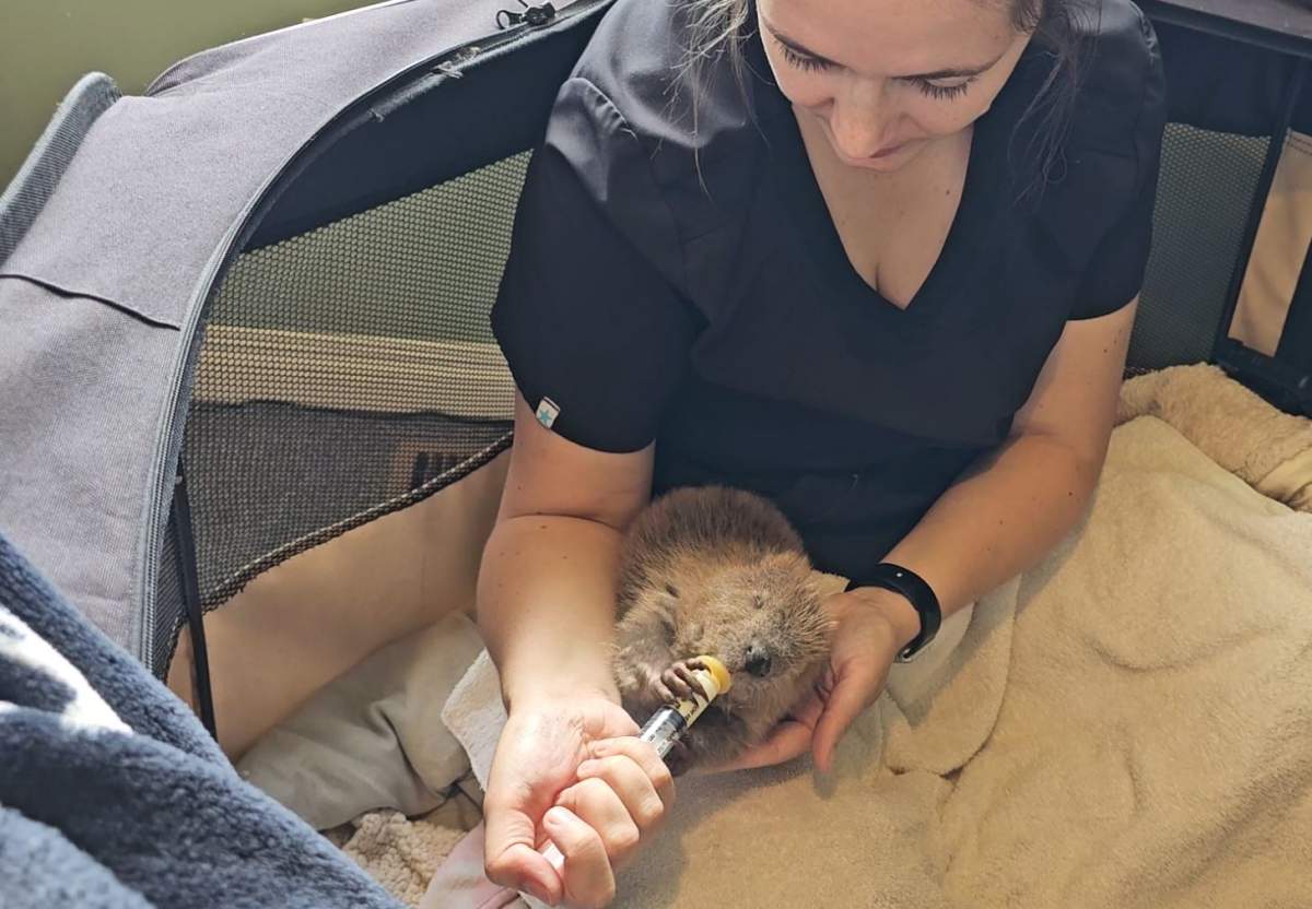 The baby beaver was brought to the Alberta Institute for Wildlife Conservation near Calgary in the spring of 2024 after it had been rejected by its family near Edmonton.