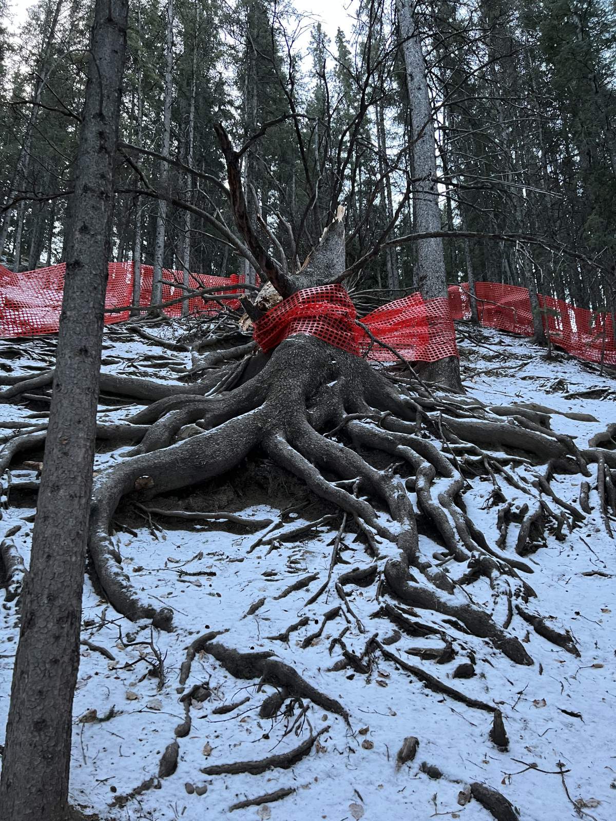Long a much-loved icon of Cochrane's natural landscape, the massive, 'Grandfather Tree', a 300 year old white spruce was destroyed in the windstorm that swept across Alberta on Thursday, Jan. 16, 2025.