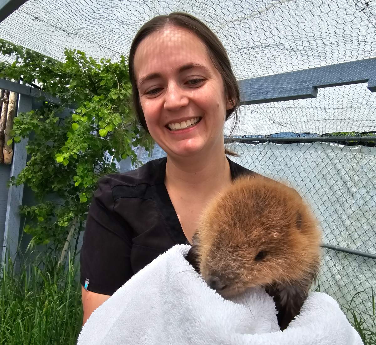 Ralee Barth, operations manager at the AIWC, says baby beavers are unlike other animals they've rescued because they need to develop a strong bond with a family unit -- in this case, just a few staff members.