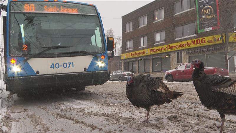 Experts say the number of wild turkeys in Quebec is steadily climbing due to warming temperatures.