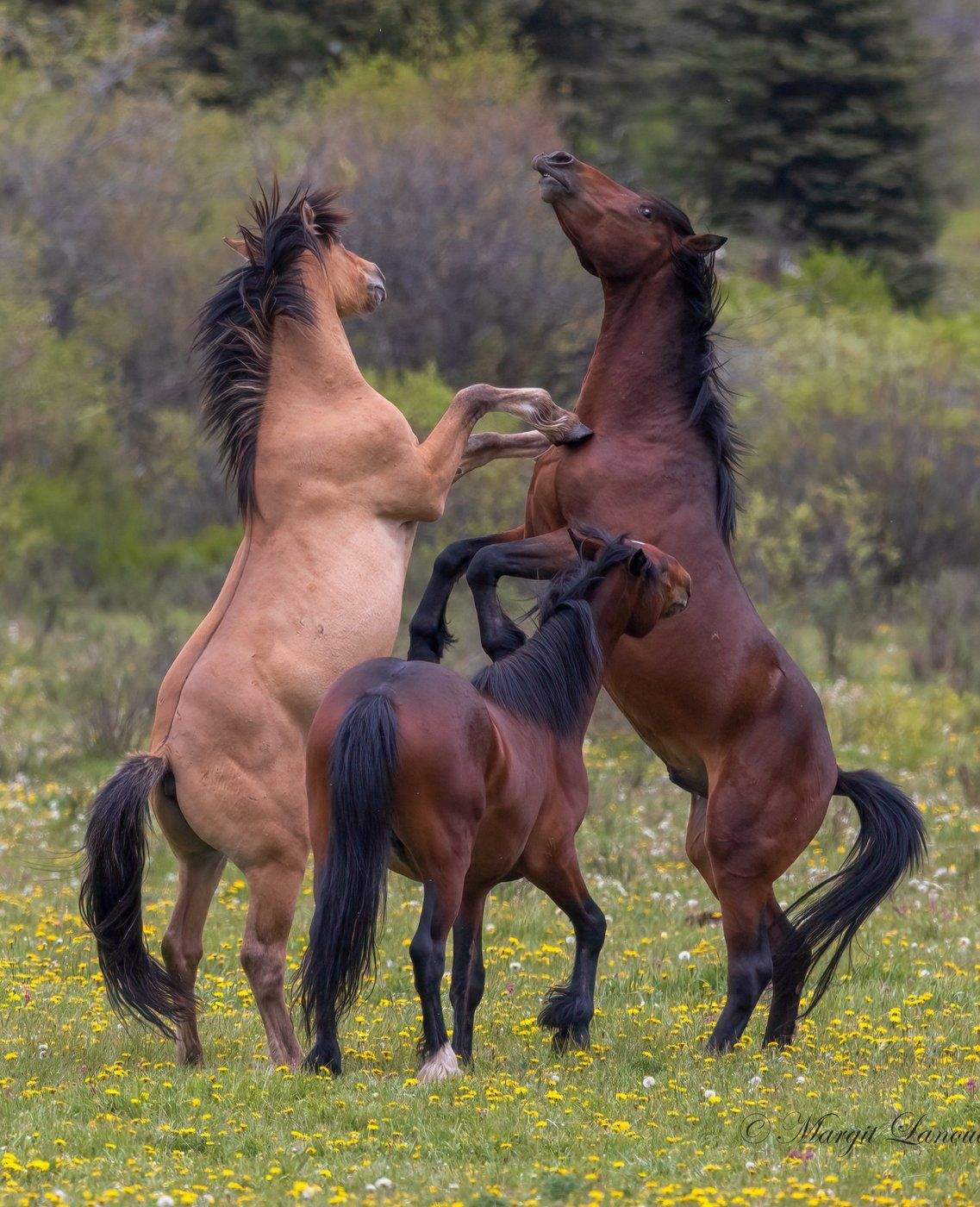Wild horses are shown in this undated handout photo in a field in the Rocky Mountain foothills of Alberta. Alberta's plan to propose adoption and contraception measures to control its feral horse population has stirred controversy. 