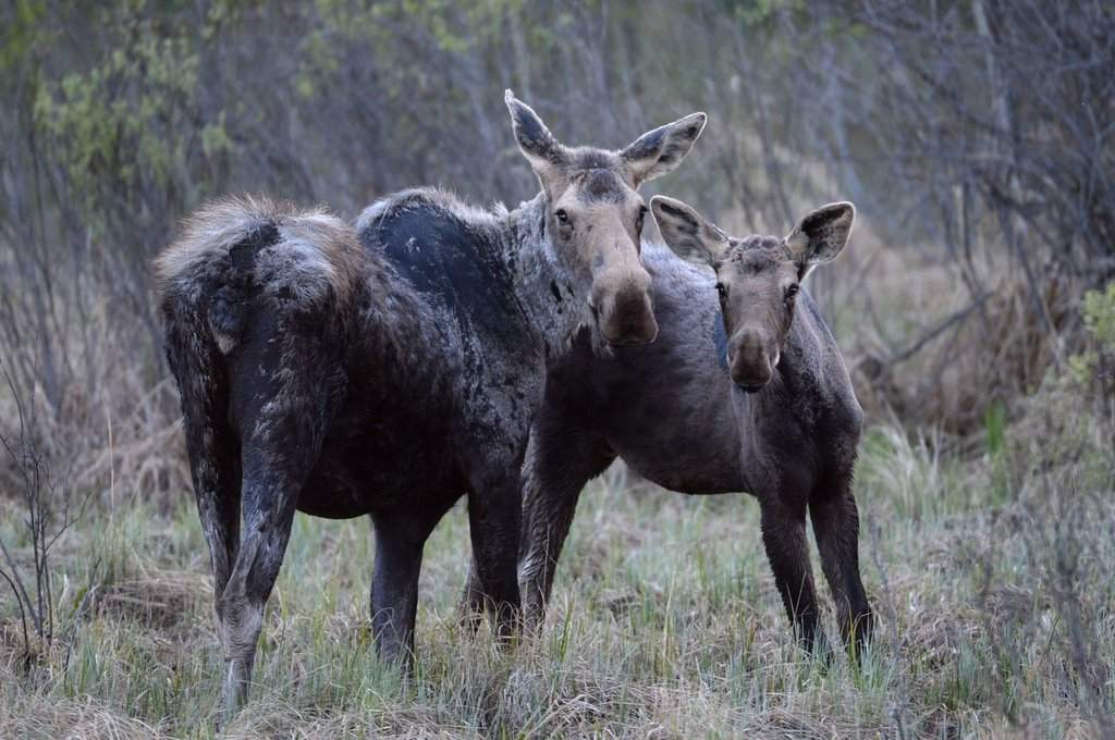 Two moose are shown along a road near Lac la Biche, Alta., on Tuesday May 10, 2016.