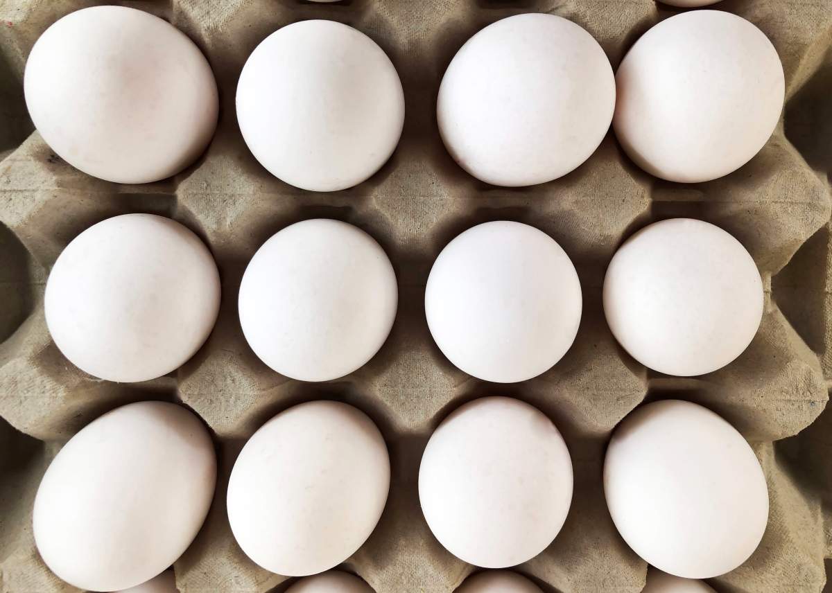 The eggshell coloring of a chicken egg is genetic and depends also on the breed of the chicken.
