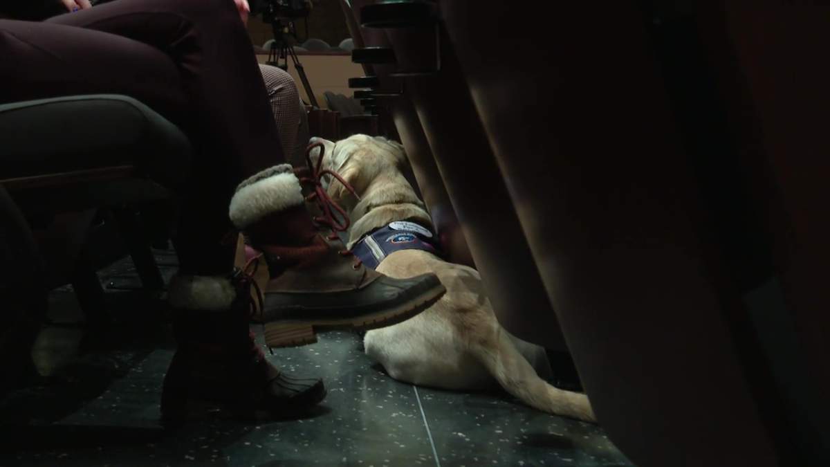 Nearly a dozen service dogs in training from Dogs with Wings and Aspen Service Dogs attend an Edmonton Symphony Orchestra rehearsal on Monday, February 10, 2025.