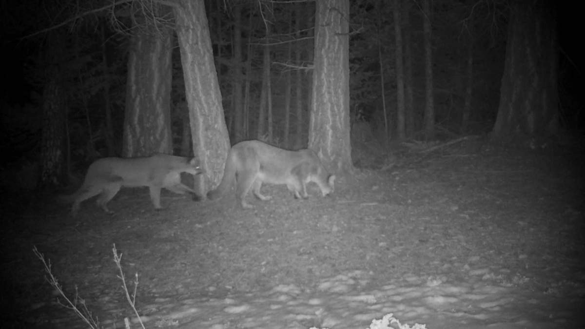 Wildlife photographer John Marriott has been tracking a female cougar near Canmore for 4 years and so far the only images he has of her is from a trail camera.