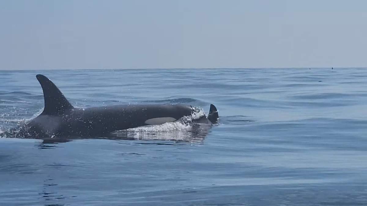 A woman has been fined for getting too close to a pod of orcas in 2021.