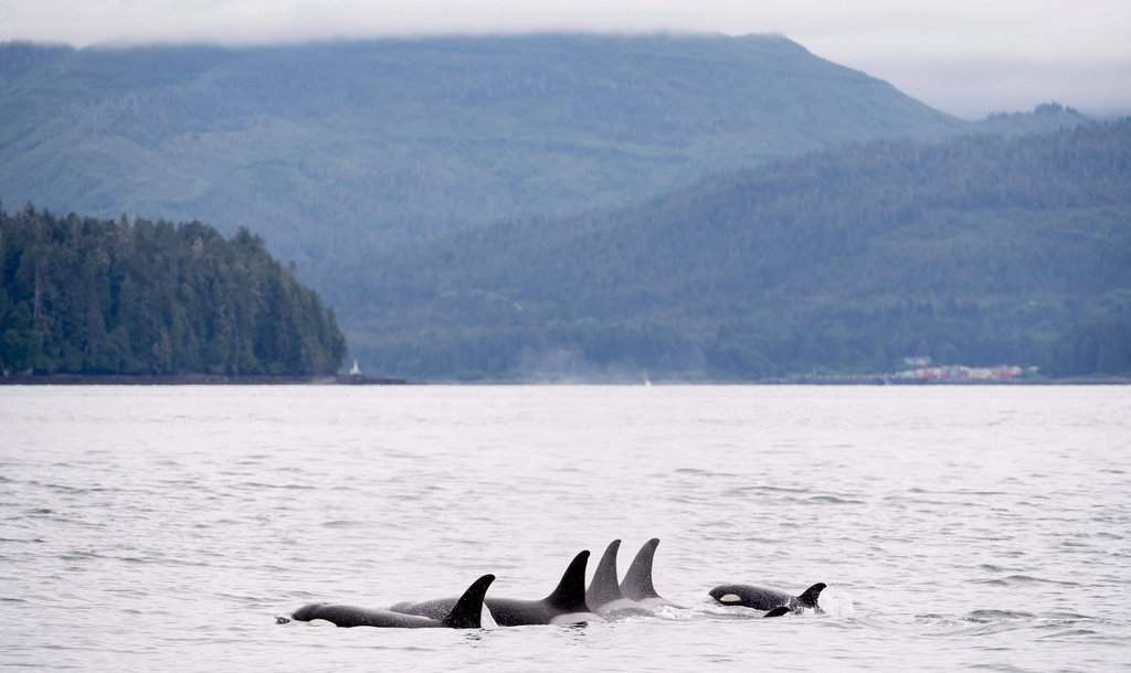 Killer whales surface in Chatham Sound near Prince Rupert, B.C., Friday, June, 22, 2018. 