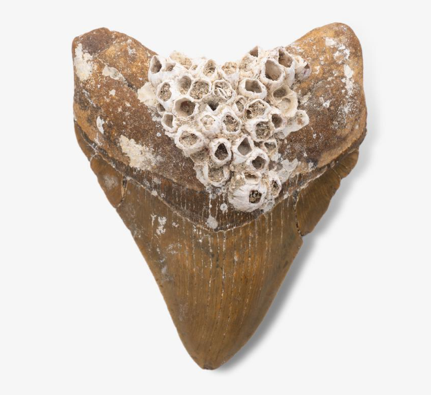 A Megadalon tooth with barnacles