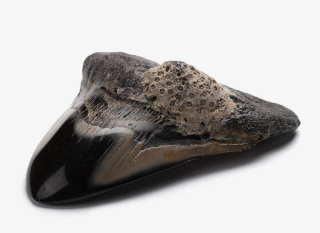 A Megadalon shark tooth