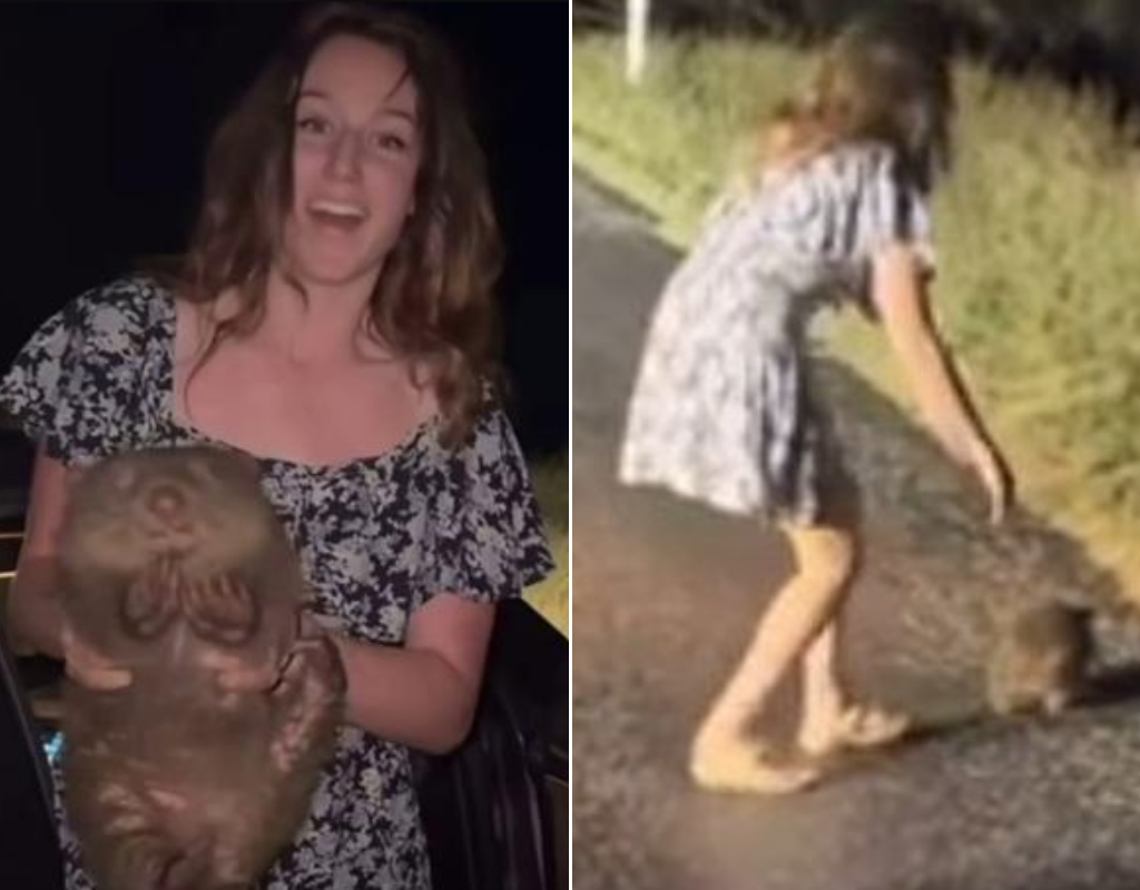 In a video which has since been deleted, U.S. influencer Sam Jones can be seen snatching a baby wombat away from its mother and carrying it around.