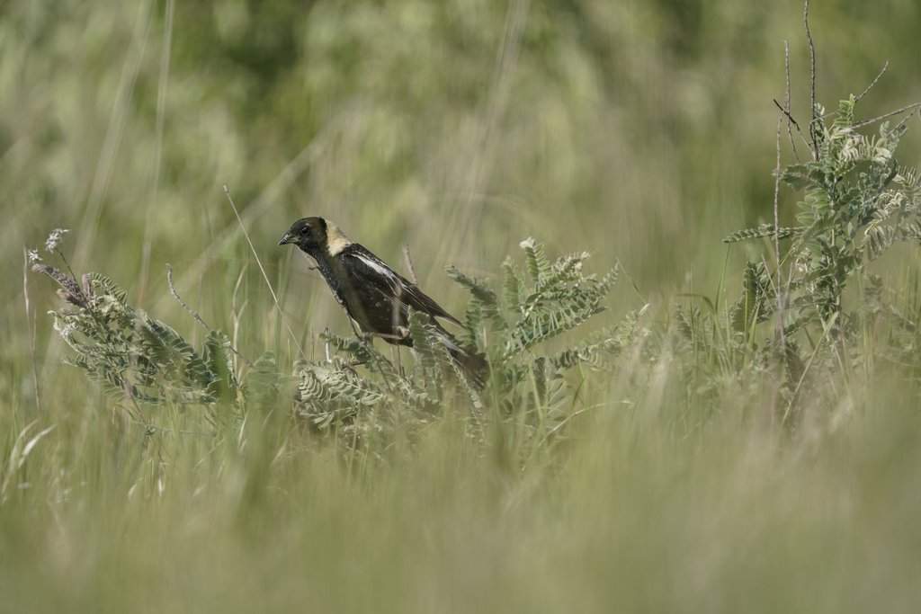 A male Bobolink stands in grass near its nest, Tuesday, June 20, 2023, in Denton, Neb. (AP Photo/Joshua A. Bickel)